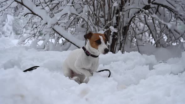 Dog Jack Russell Terrier Walks in the Snow