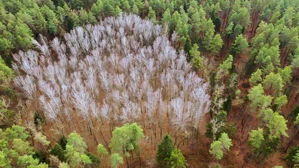 Autumn forest landscape drone footage.