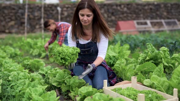 Mature agriculture women working at farm outdoor