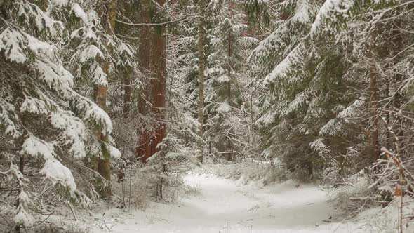 Beautiful Winter Landscape Video Vith Slider