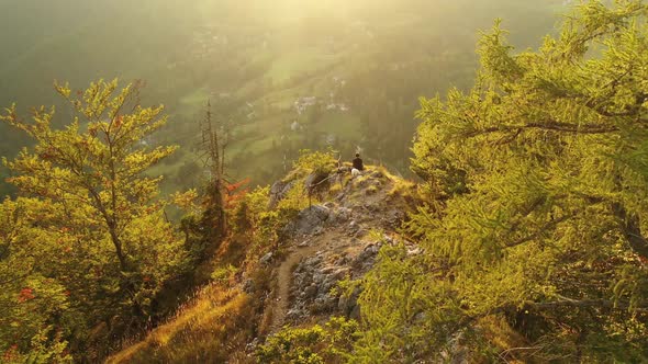 Aerial view of autumn forest