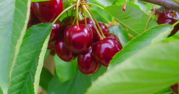 Fresh Organic Berry Harvest