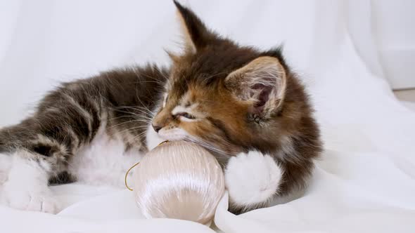 Striped Grey Kitten Cuddling with a Small Ball on a White Background