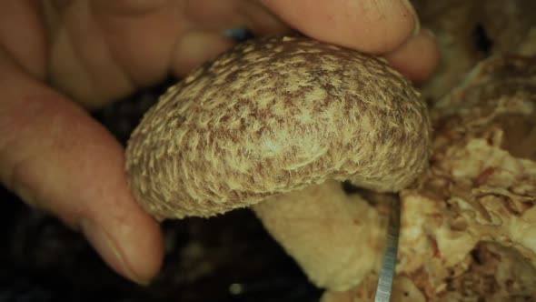 Brown Mushroom Shiitake Growing Outdoors