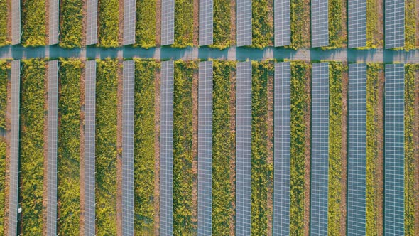 Aerial View of Solar Farm on the Green Field at Sunset Time Solar Panels in Row