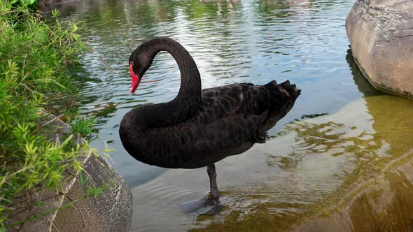 The Black Swan Swimming In water pond