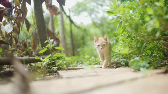 Adorable curious Tabby marmalade kitten walking down overgrown garden path towards camera slow motio
