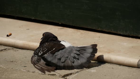 Pigeon drying his wings in the sun