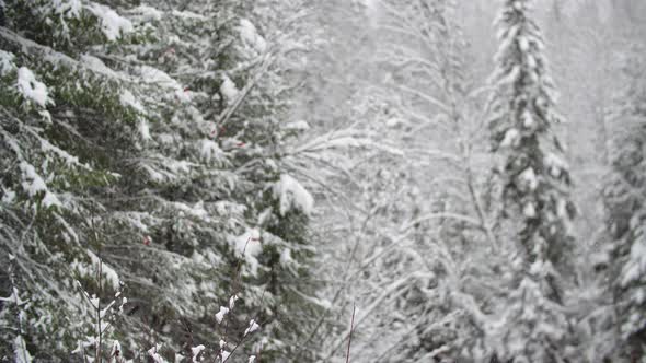 Forest Covered with White Snow