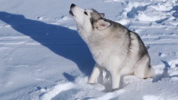 Siberian husky dog plays in the snow on a bright sunny day.