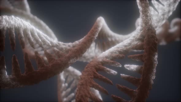 Loop Double Helical Structure of Dna Strand Close-up Animation