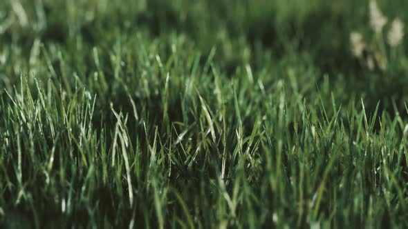 Soft Defocused Spring Background with a Lush Green Grass
