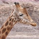 Giraffe Head - VideoHive Item for Sale