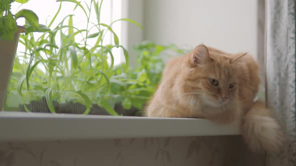 Cute Ginger Cat Is Sitting on Window Sill Near Flower Pots with Rocket Salad, Basil and Cat Grass