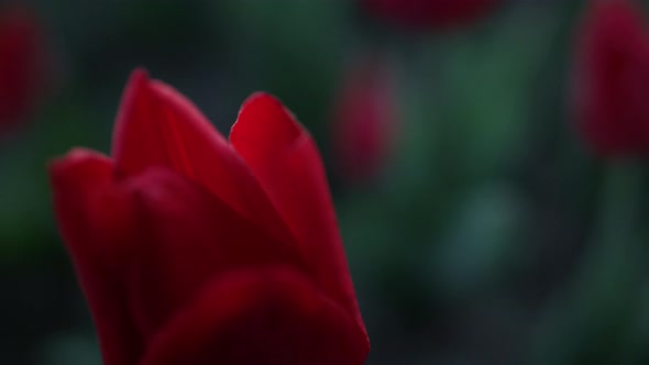 Closeup Gentle Flower Petals in Dark Green Background