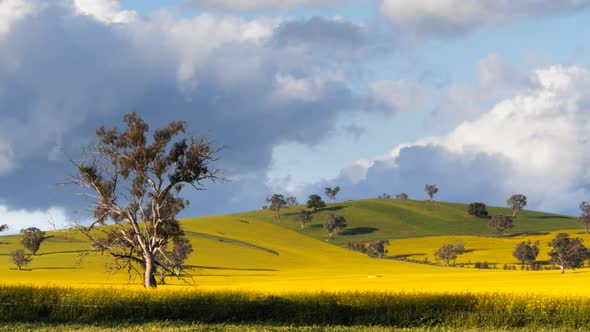 large eucalypyus tree in a field of canola