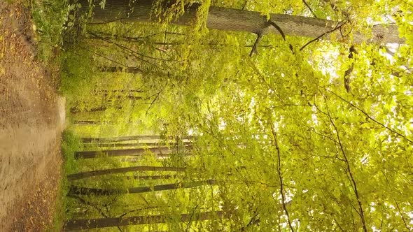 Vertical Video of the Forest on an Autumn Day Slow Motion