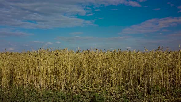 Wheat Field. Golden Ears of Wheat on the Field