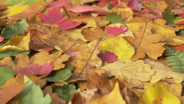 Autumn Leaves View From Top