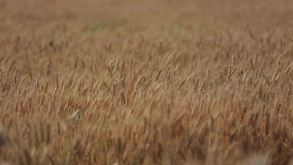 Wheat Field