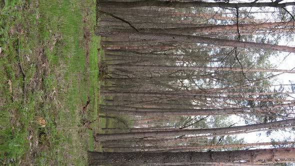 Vertical Video of Beautiful Forest Landscape Aerial View