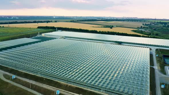 Establishing Shot of Venlo or Dutch Greenhouse Plant