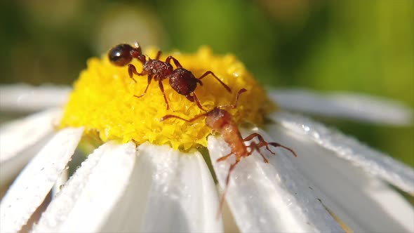 Close up shot of two ants are seen walking across a wild flower.