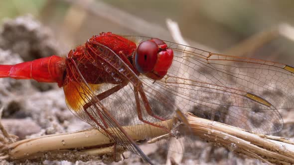 Red Dragonfly Close-up. Dragonfly Sitting on the Sand at a Branch of the River