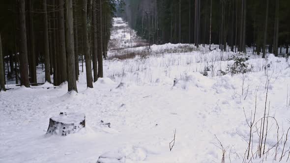 Russian Winter Forest with Snowcovered Trees on a Beautiful Frosty Morning