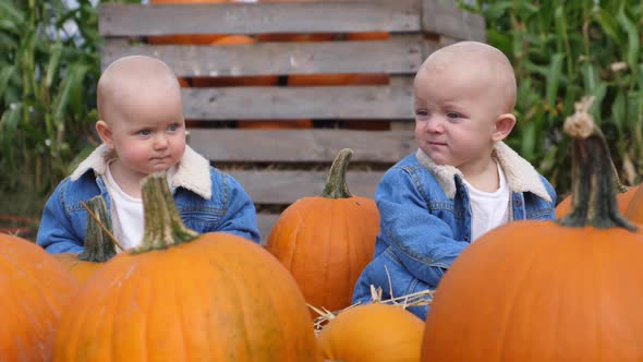 Two Caucasian Twin Baby Sisters in Matching Outfits Sitting in Between Huge Pumpkins.