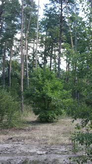 Vertical Video of Beautiful Green Forest By Day