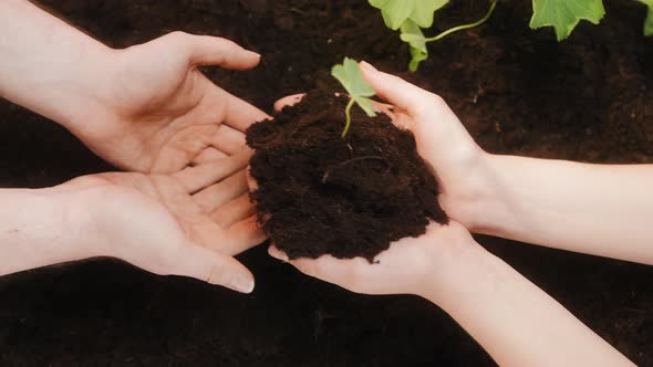 Transferring of Sprout with Ground From Hand to Hand Giving Handful Soil and Green Seedling for