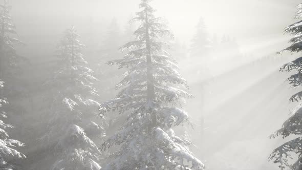 Misty Fog in Pine Forest on Mountain Slopes