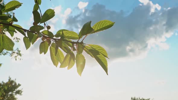 Tree Branches with Green Leaves on a Sunny Day Slow Motion Natural Background