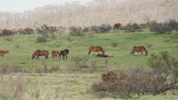 herd of wild horeses graze on a hill at kosciuszko national park