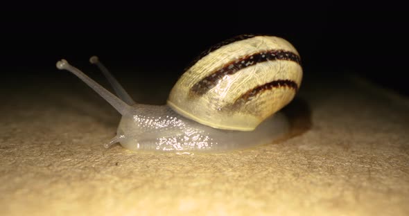 Close Up Of A Yellow Snail Moving Slowly On The Ground During Evening - Midshot