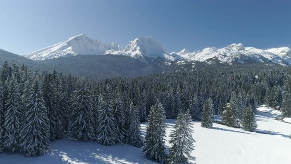 Flight Over the Snow-covered Spruce Forest with Mountains in the Background