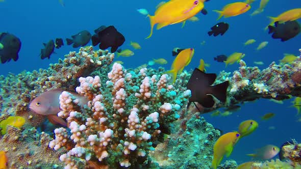 Colorful Underwater Reef