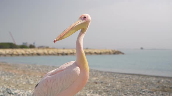 Close Up Huge  Pelican Wild Bird on the Beach in Cyprus