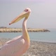 Close Up Huge  Pelican Wild Bird on the Beach in Cyprus - VideoHive Item for Sale