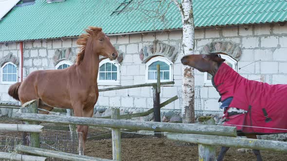 Slow Motion Horses Playing with Each Other One Bit the Other