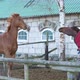 Slow Motion Horses Playing with Each Other One Bit the Other - VideoHive Item for Sale