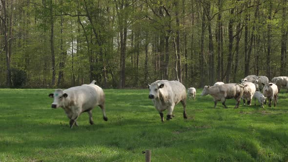 Cows coming out in the summer. Happy cows dancing and jumping.
