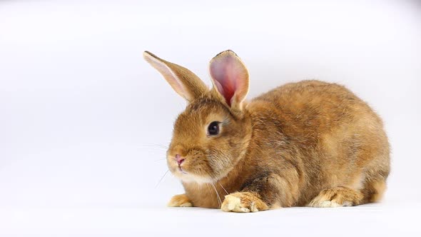 Brown Little Fluffy Bunny Sits and Wiggles Ears and Nose on a Solid Gray Background