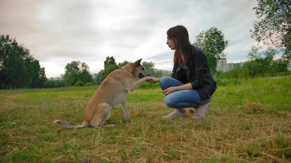 Beautiful Dark-haired Girl Teaches in the Park of Her Dog a Trick. Give Me a Paw