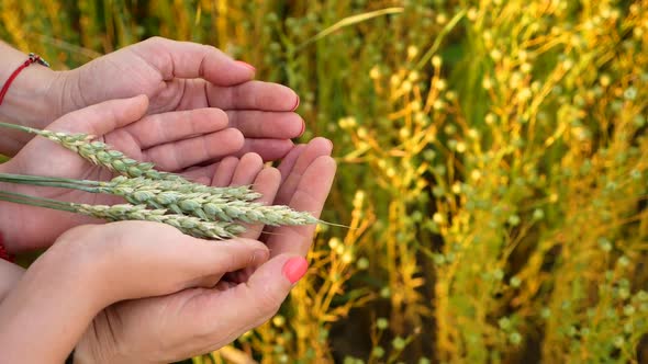 Wheat harvesting and conservation theme.