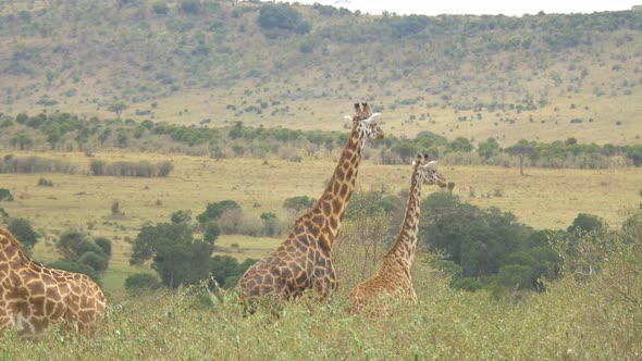 A tower of giraffes in Maasai Mara