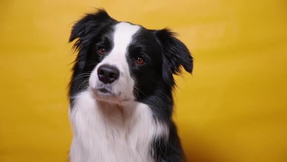 Funny Portrait of Cute Puppy Dog Border Collie Isolated on Yellow Colorful Background