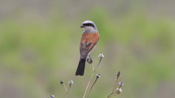 Red-backed Shrike Bird (Lanius collurio)