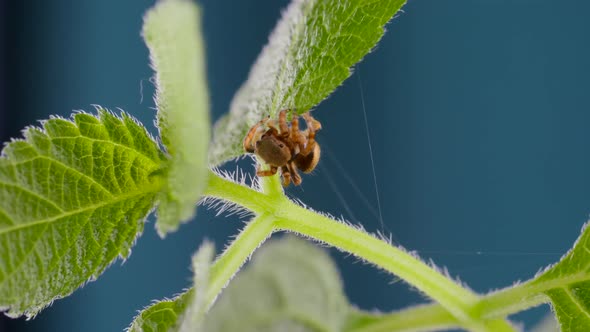 Adorable Jumping Spider Walking And Looking Curious on Green Leaf